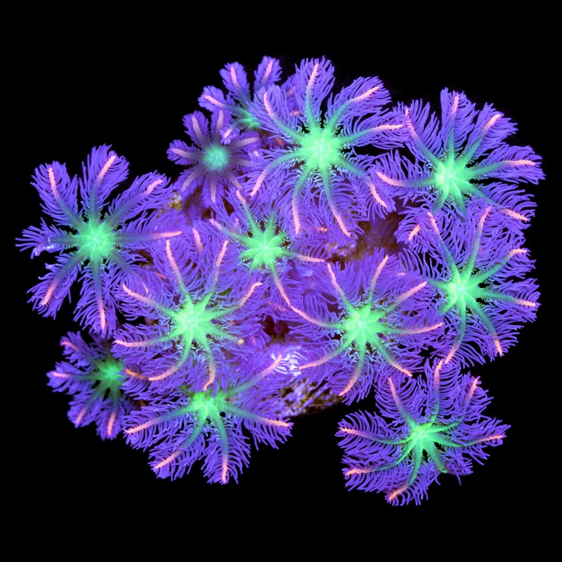 Orange Sunflower Clove Polyps