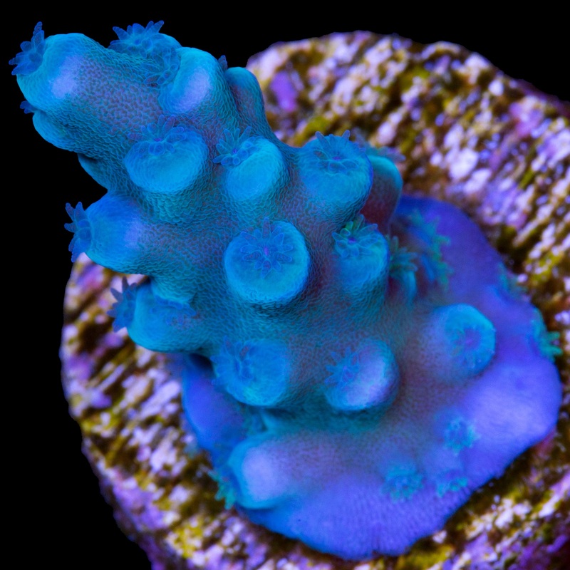 Oregon Blue Tort Acropora Coral