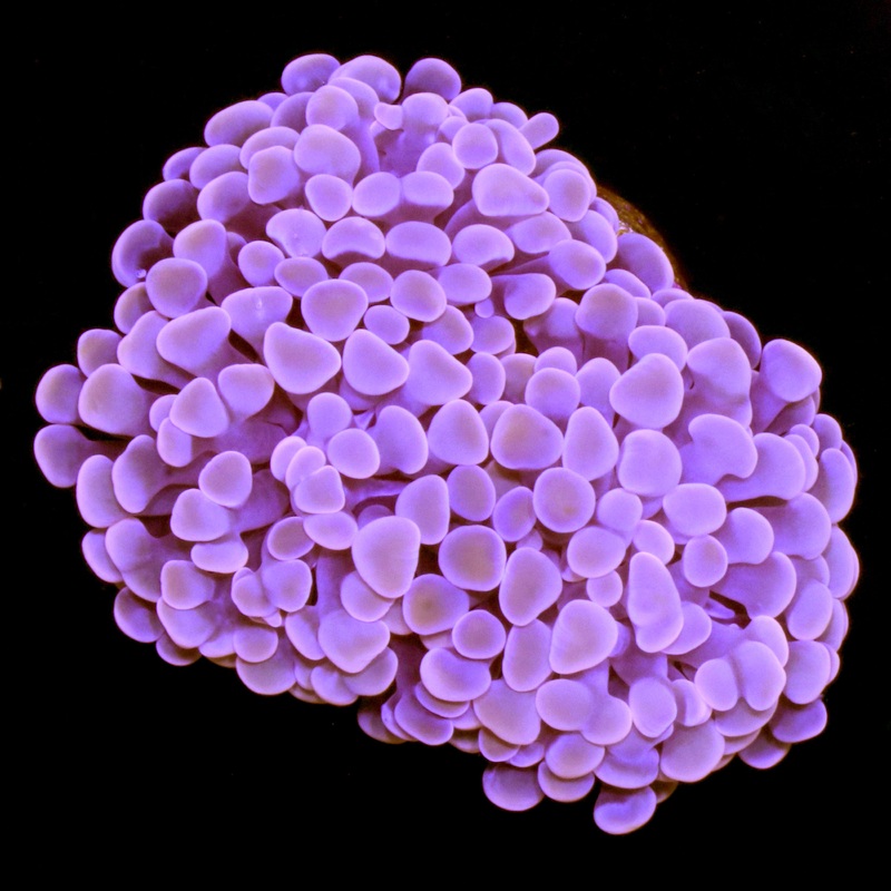 Peach Branching Hammer Coral