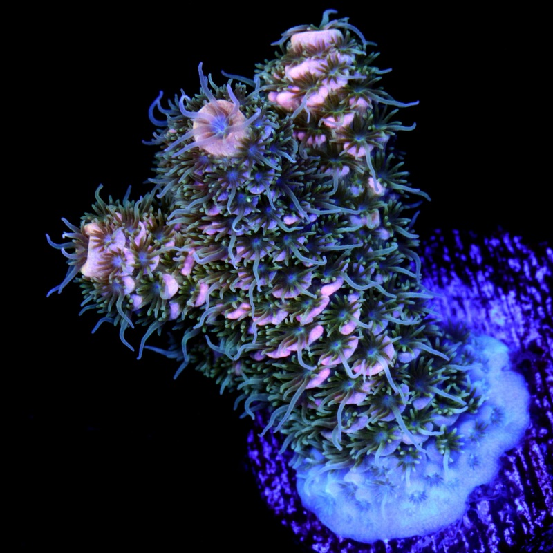 Peach Millepora Acropora Coral