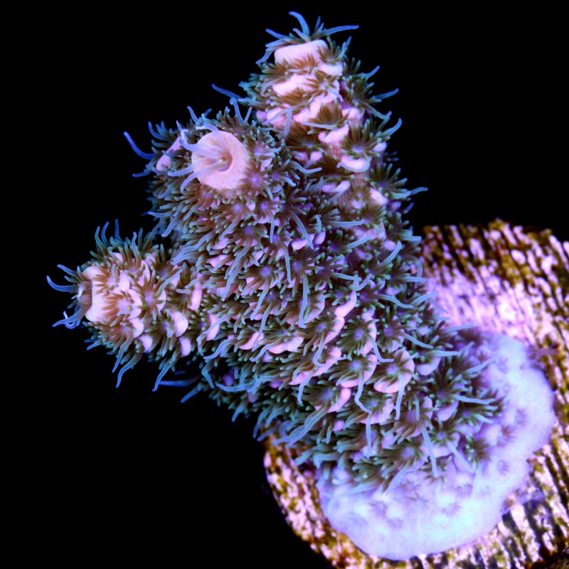 Peach Millepora Coral