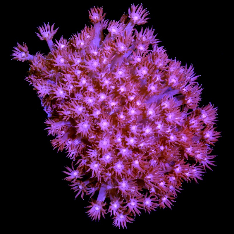 Pink Goniopora Colony