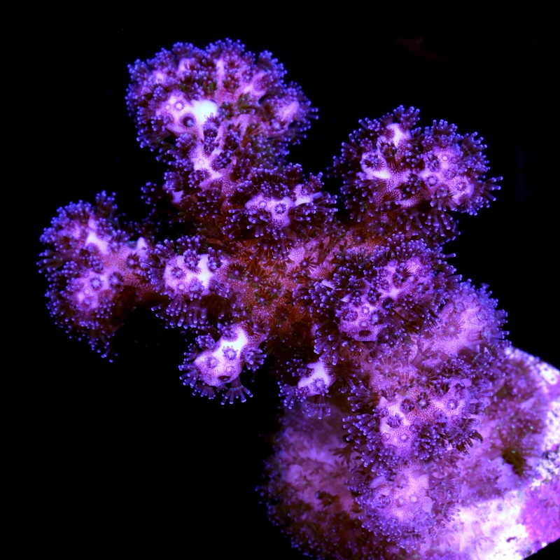 Pink Pocillopora Coral
