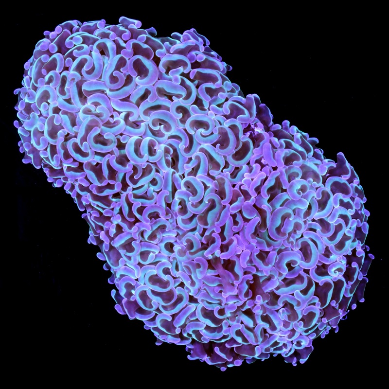 Rainbow Hammer Coral
