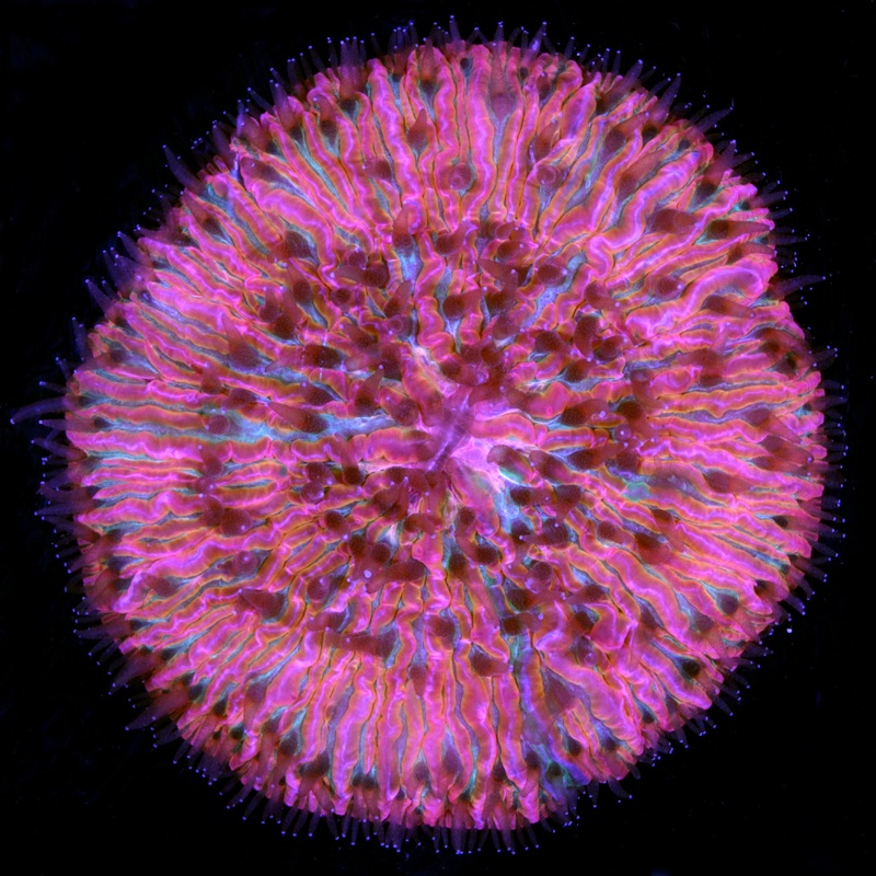 Rainbow Malaysian Fungia Plate Coral