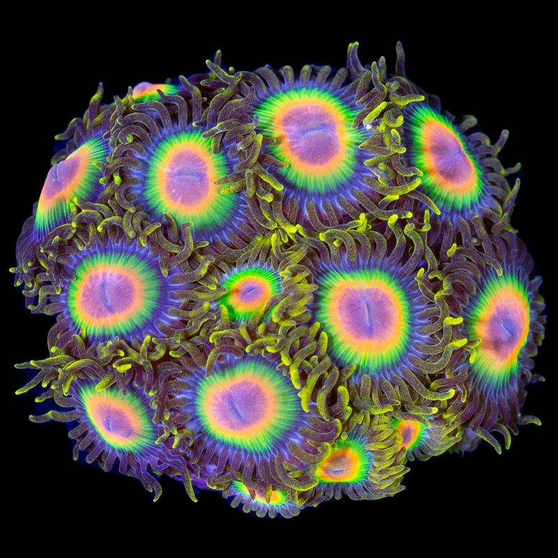 Rasta Zoanthids