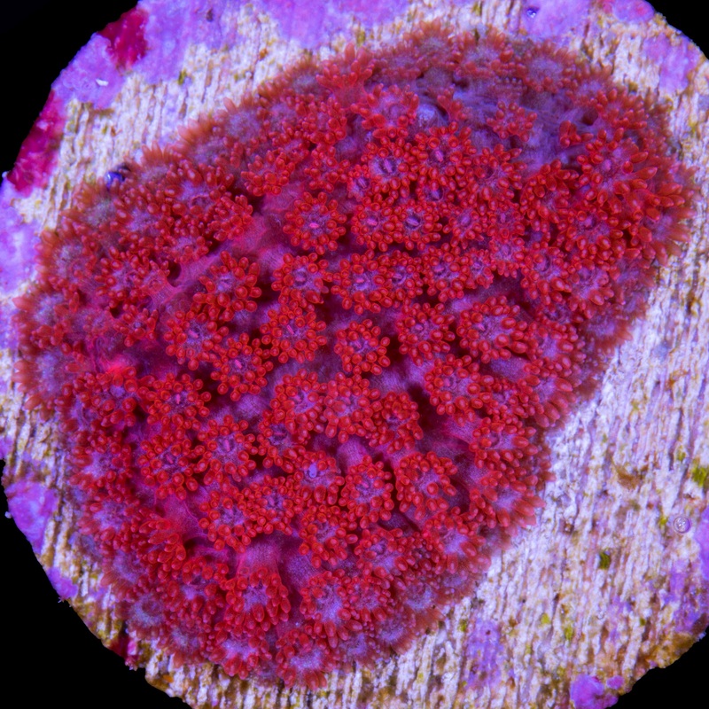 Red Bernardpora Coral