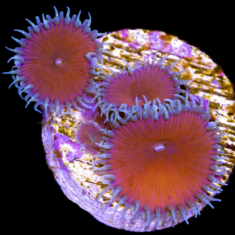 Red Death Palythoa Coral