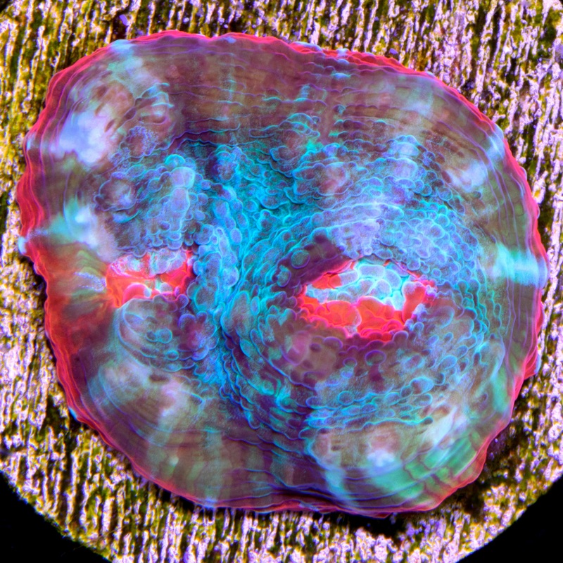 Red Gecko Echinophyllia Coral