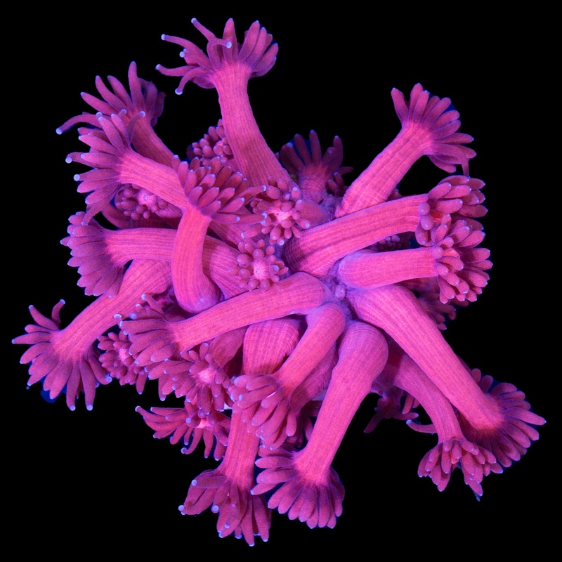 Red Goniopora Coral