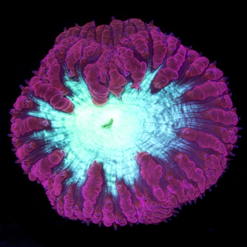 Red & Green Blastomussa Wellsi Coral