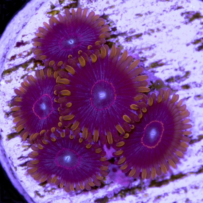 Red Hornet Zoanthids