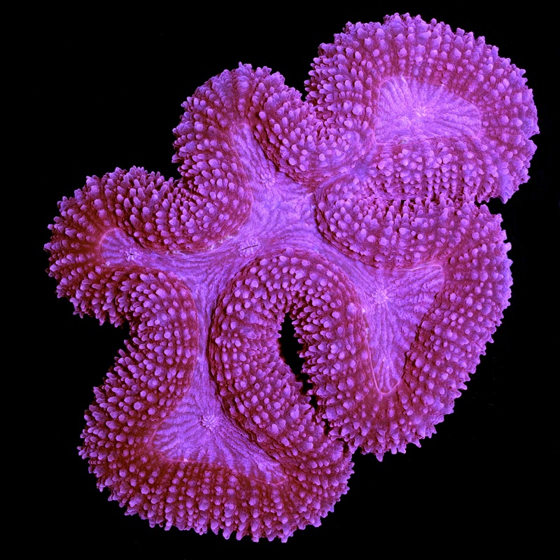 Red Lobophyllia Colony
