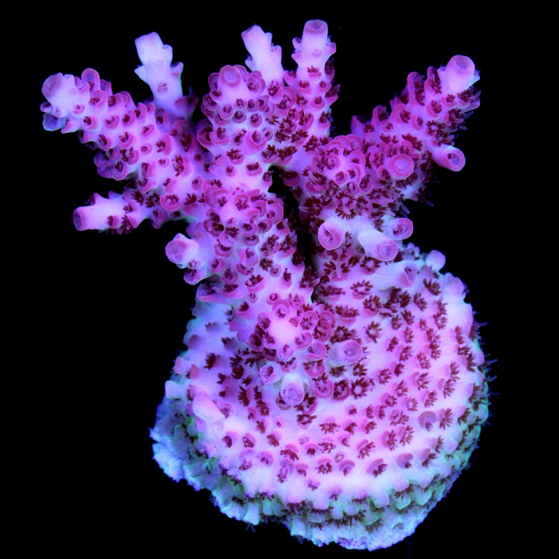 Red Planet Table Acropora Coral