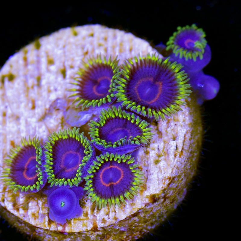 Red Rim Purple Heart Zoanthid