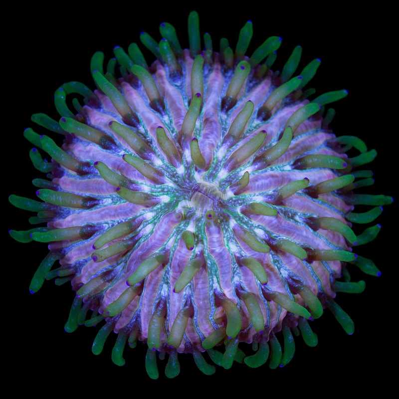 Royal Orchid Fungia Plate Coral