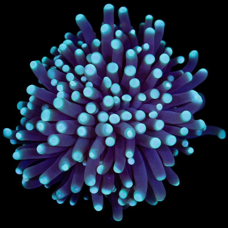 Skywalker Torch Coral
