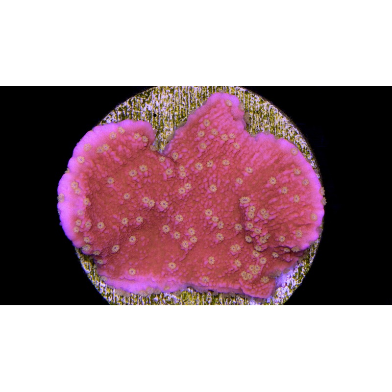 Starburst Montipora Capricornus