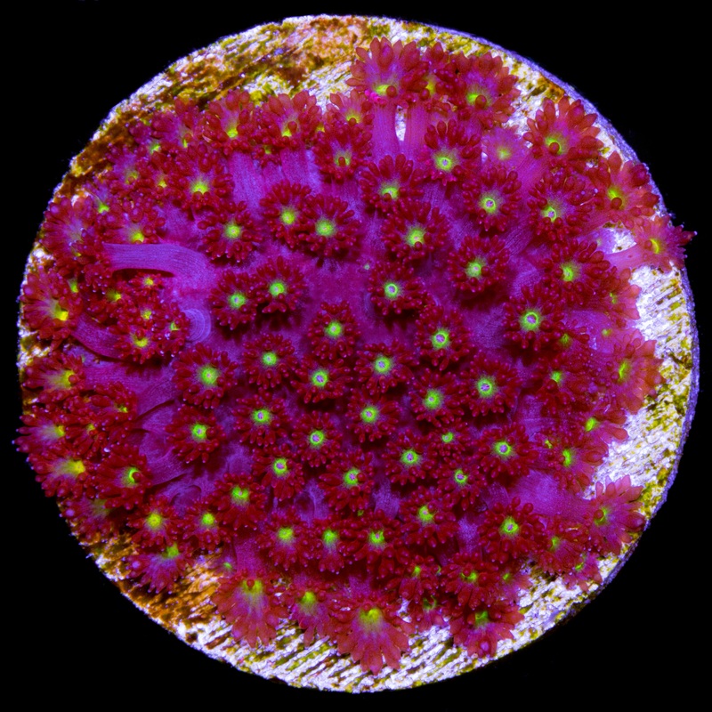 Strawberry Fields Bernardpora Coral