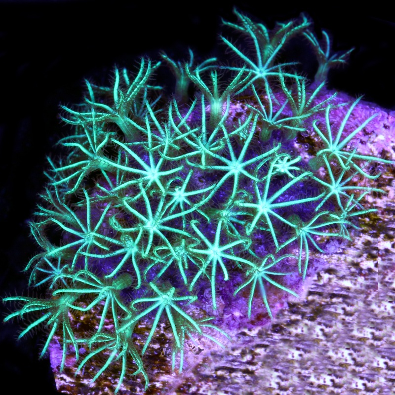 Super Green Star Polyps
