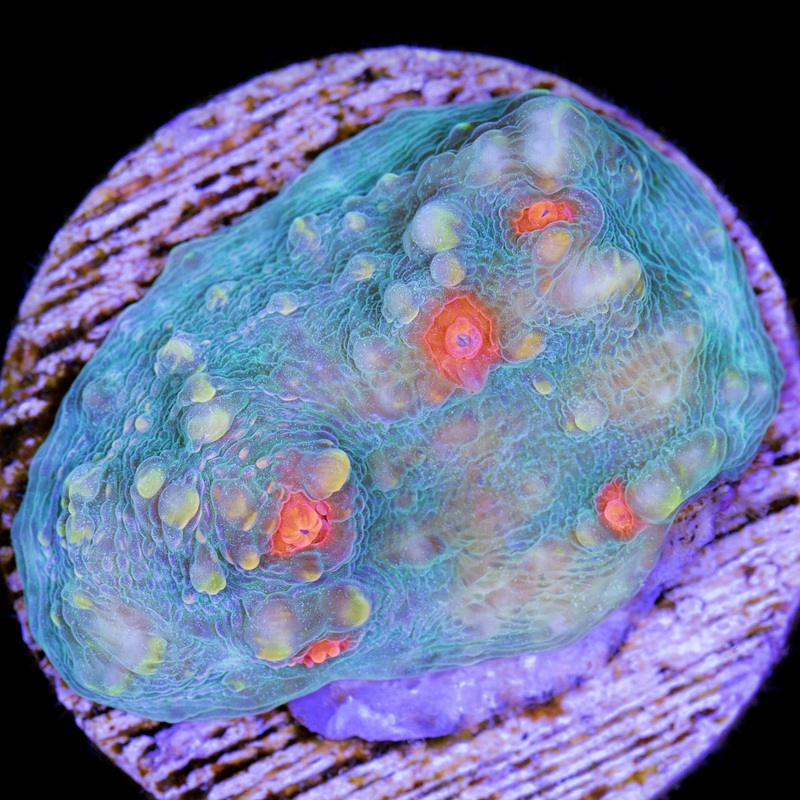 Superman Chalice Coral