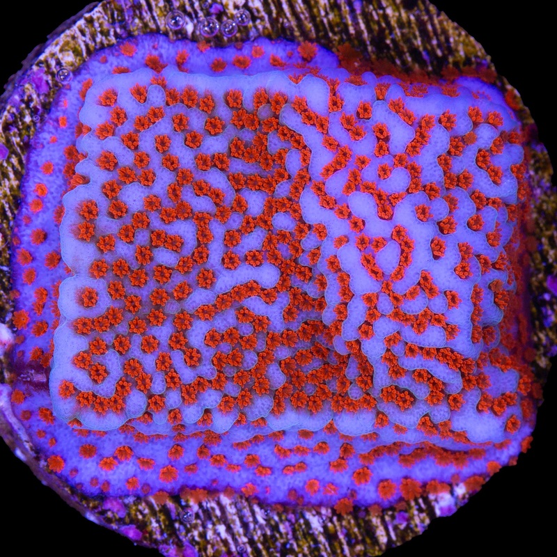 Superman Montipora Coral