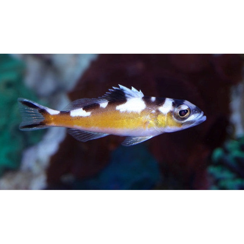 Tobacco Basslet