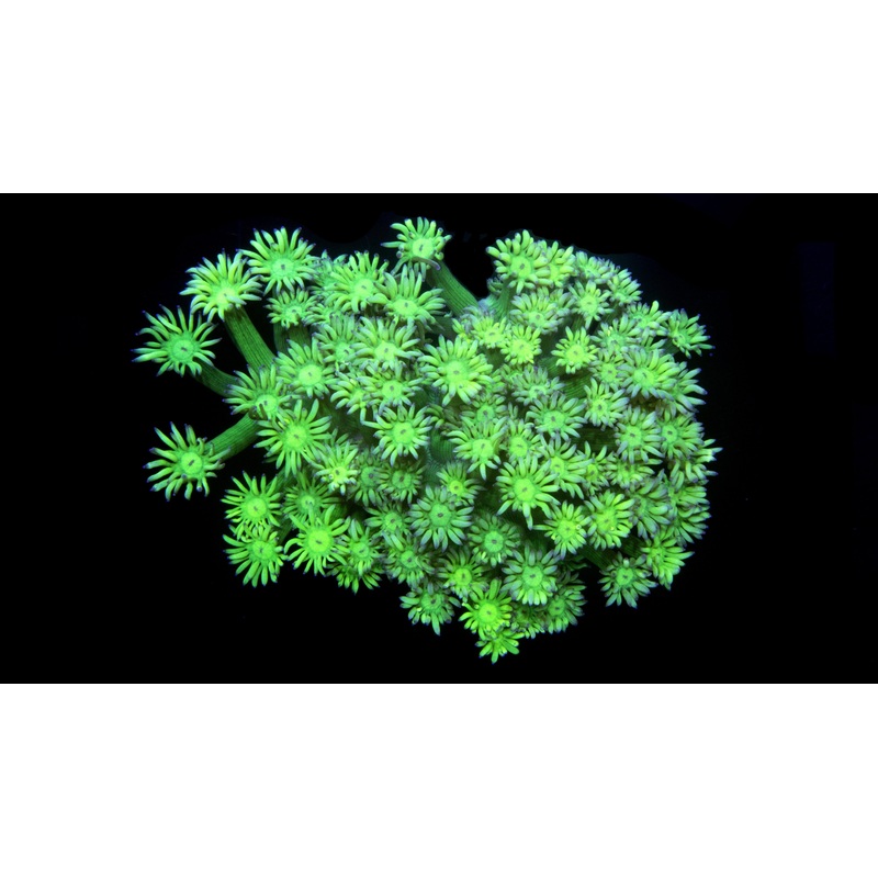 Toxic Green Goniopora Coral Colony