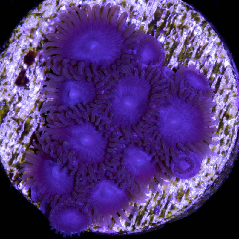 Tubbs Blue Zoanthids