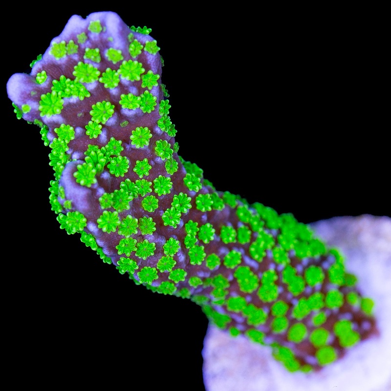Tubbs Montipora Stellata Coral