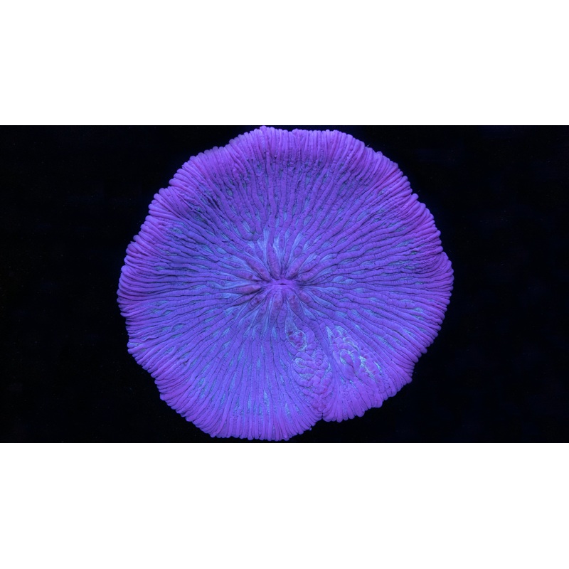 Ultimate Purple Fungia Plate Coral