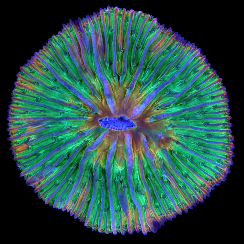 Ultra Rainbow Fungia Plate Coral