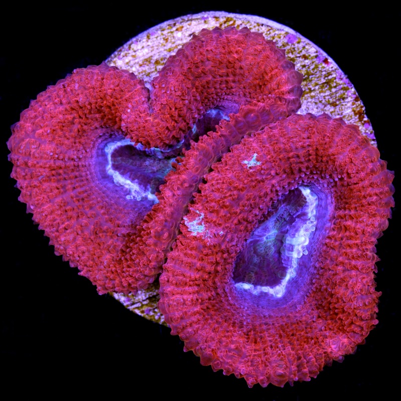 Ultra Red Lord Acan Coral