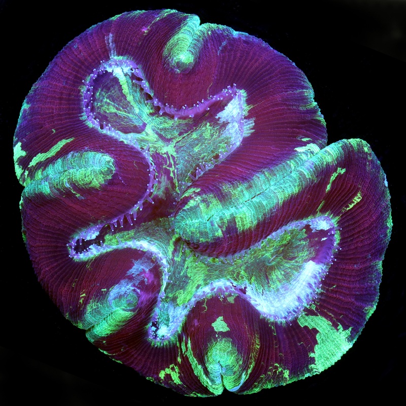 Ultra Trachyphyllia Coral