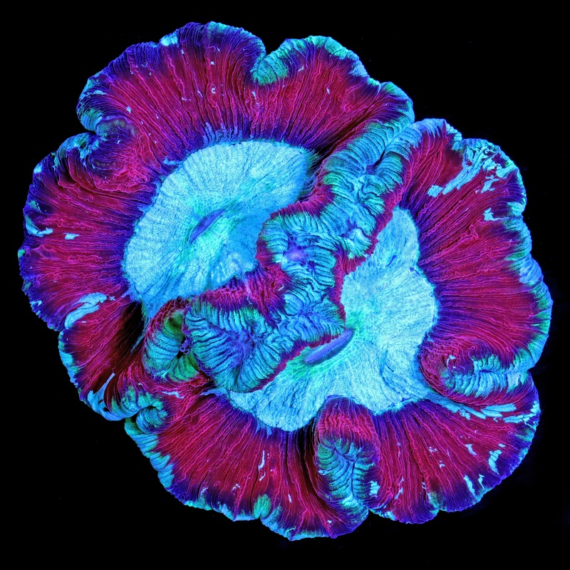 Ultra Wellsophyllia Coral