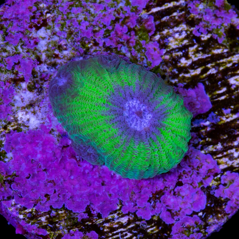 Vivid Diploastrea Coral