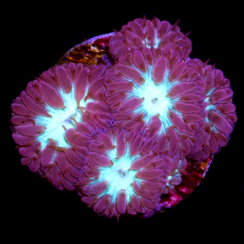 Vivid's Appleberry Blastomussa Merletti Coral