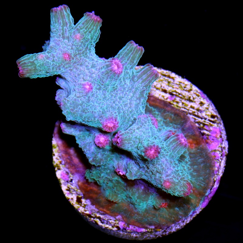 Vivid's Aquaman Branching Cyphastrea Decadia Coral
