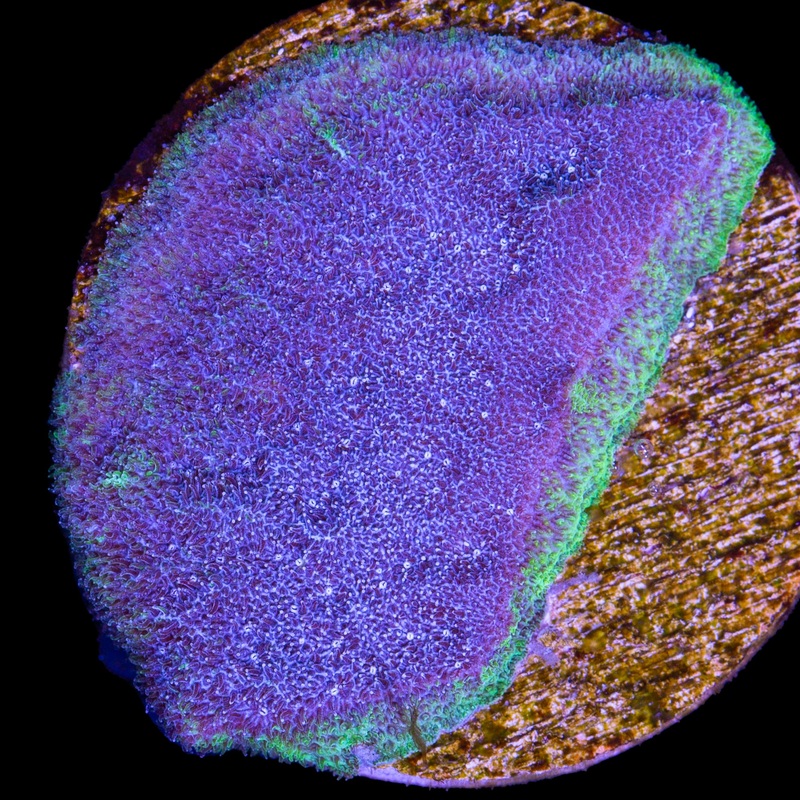 Vivid's Aquaman Psammocora Coral