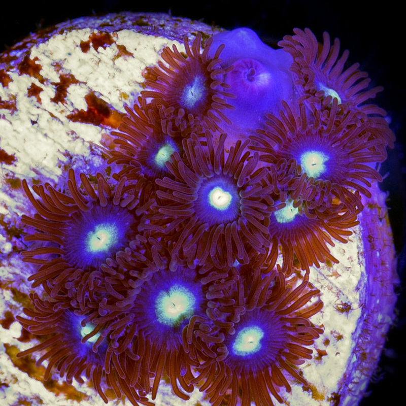 Vivid's Blue Bird Zoanthids