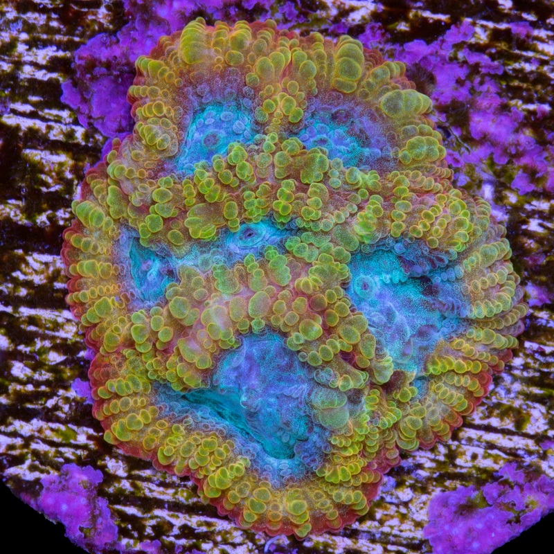 Vivid's Blue Flame Favia
