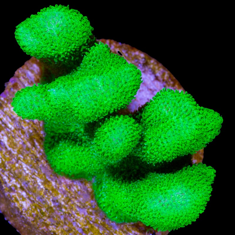 Vivid's Branching Psammocora