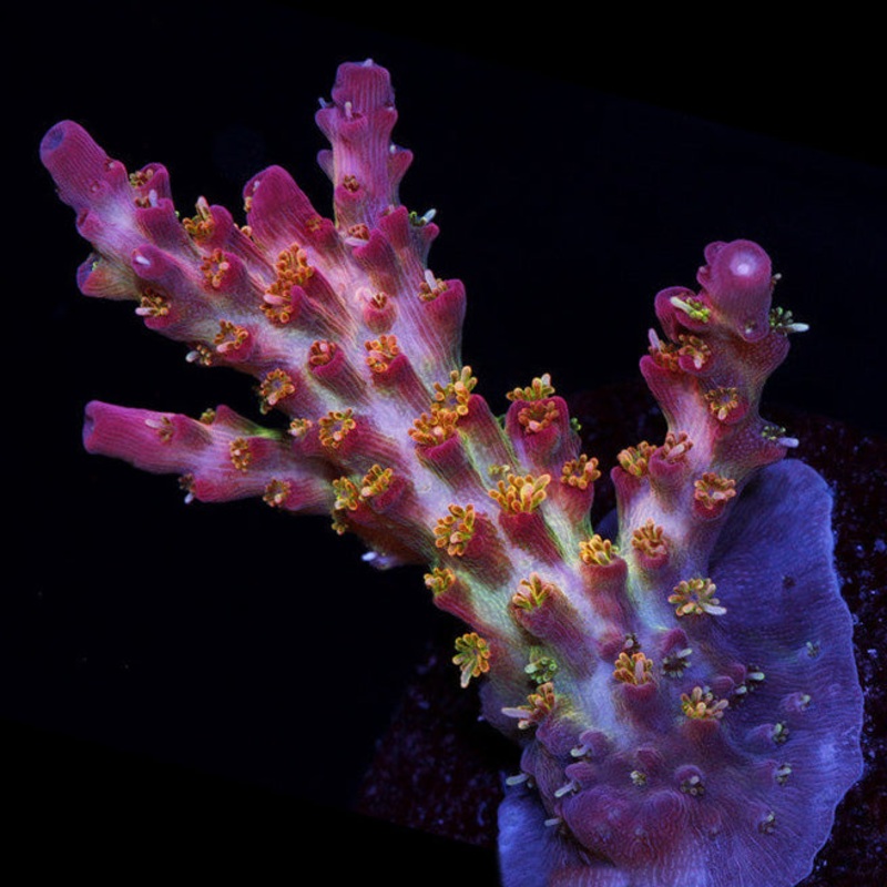 Vivid's Confetti Acropora Coral