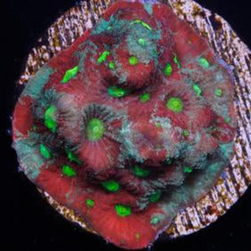 Vivid's Fire & Ice War Coral