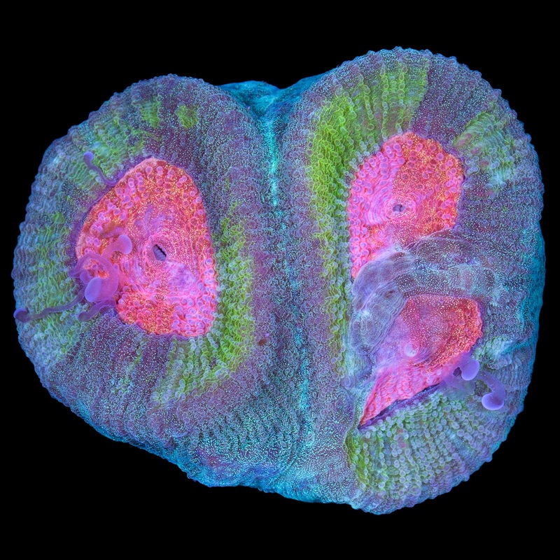 Vivid's Orange Eye Favia Coral