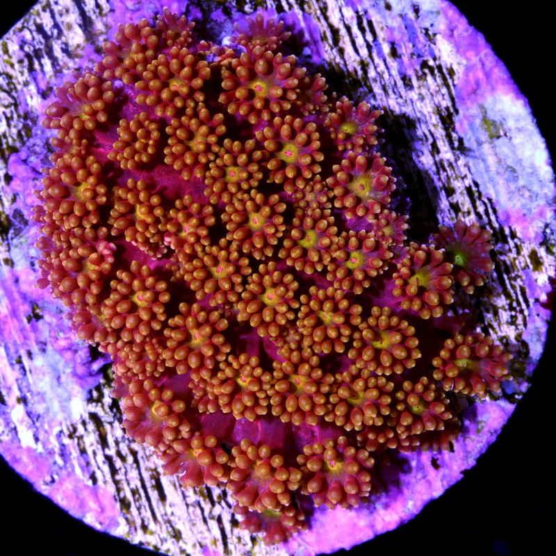 Vivid's Rainbow Bernardpora Coral