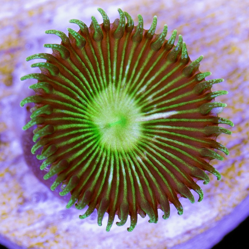 Vivid's Super Green Palythoa