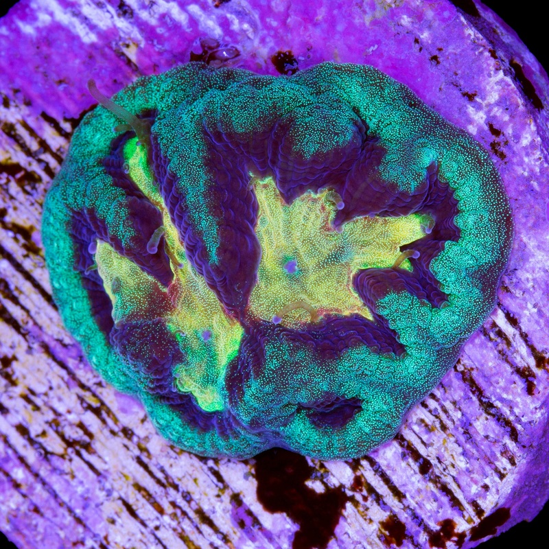 Vivid's Super Melon Platygyra Coral