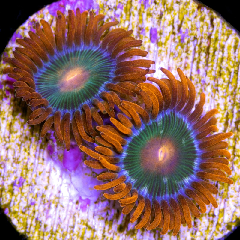 Vivid's Tropicana Zoanthids