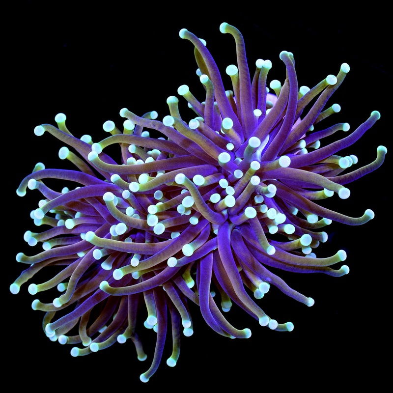 Vivid's Ultra Gold Indo Torch Coral